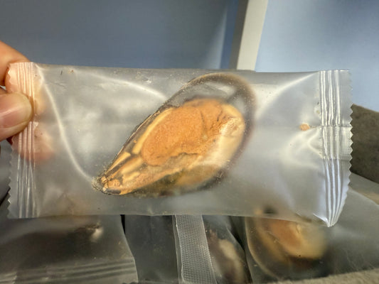 凍乾零食 - 青口( $3/粒 ) ( 獨立包裝 )